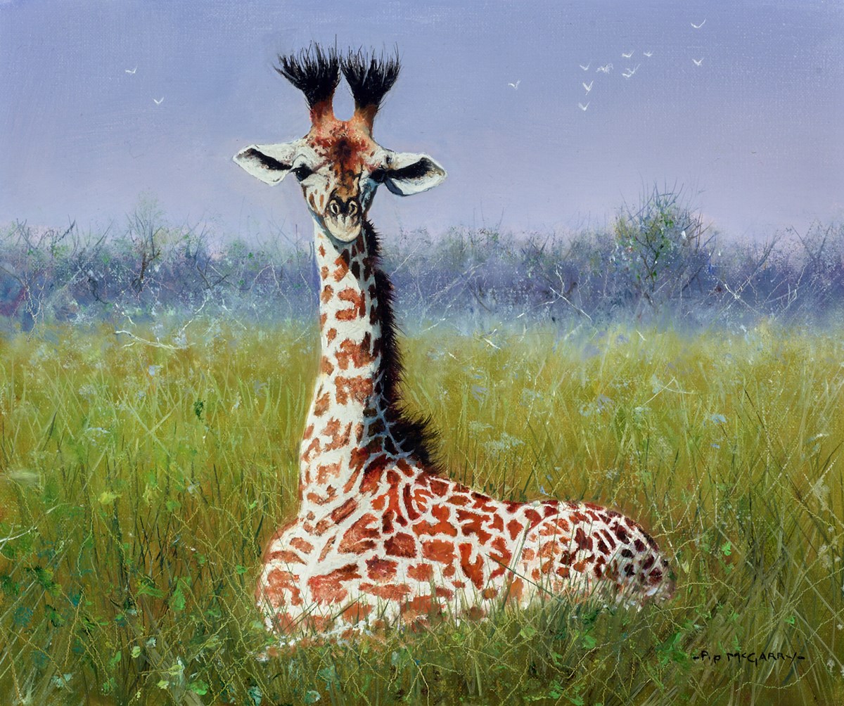 Baby Maasai Giraffe